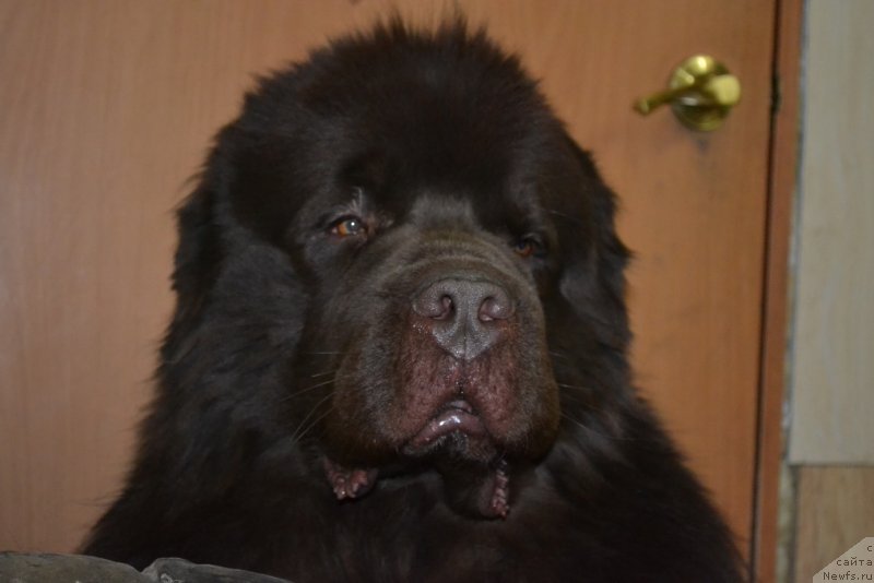 Фото: ньюфаундленд Акватория Келвин Риверданс (Aquatoriya Kelvin Riverdance)