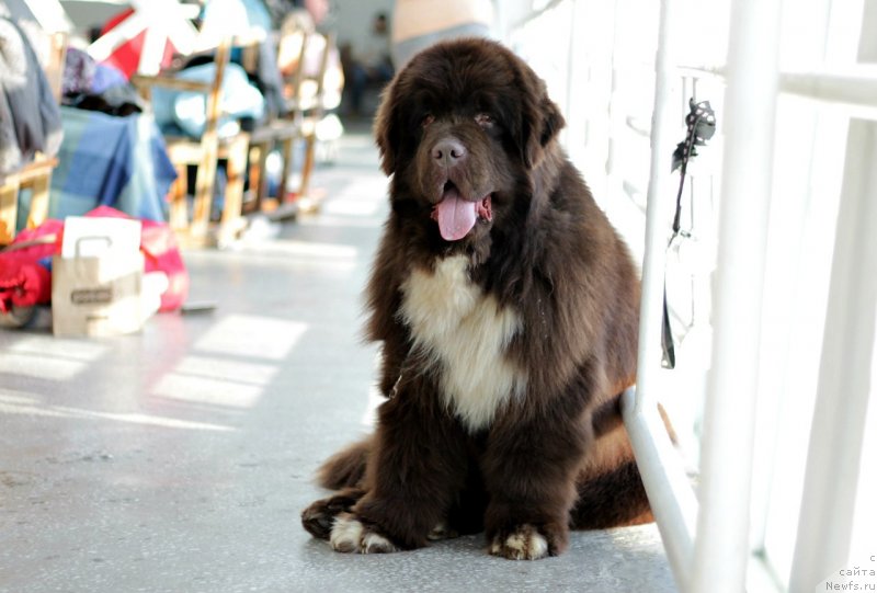 Фото: ньюфаундленд Edenbrooks Beautiful Beyond All Others