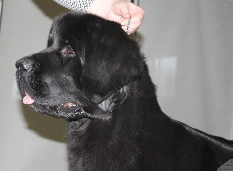 Фото: ньюфаундленд Бегущая по Волнам Шадэ Колор оф Лифе (Beguschaya po Volnam Shade Color of Life)