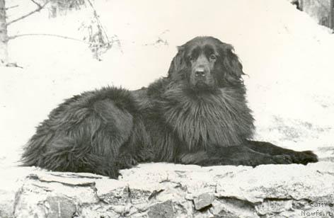 Фото: ньюфаундленд Джипси Аскрин