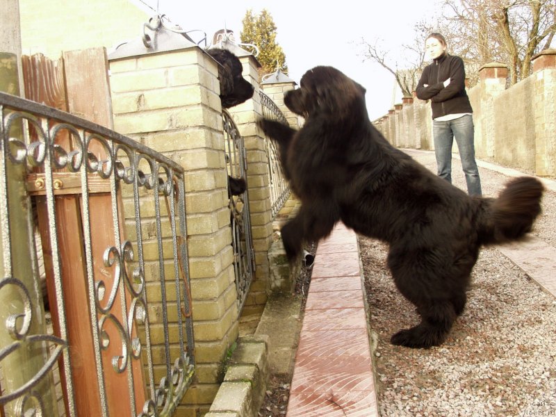 Фото: ньюфаундленд Ампаро де Диос Династия Совершенства (Amparo de Dios Dinastiya Soverchenstva), ньюфаундленд Адмирейшен Фор Ол Династия Совершенства (Admiration For All Dinastiya Soverchenstva)