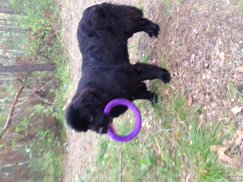 Фото: ньюфаундленд Супер Премиум Метель