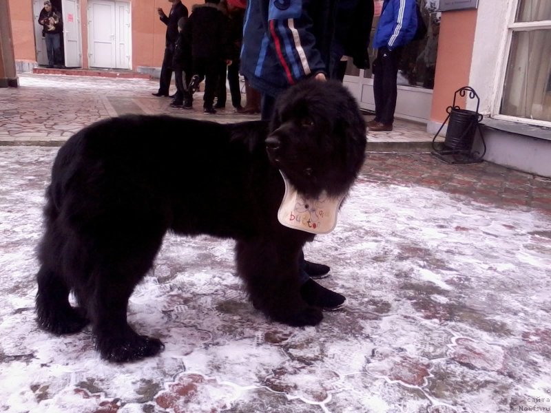 Фотография № 148018