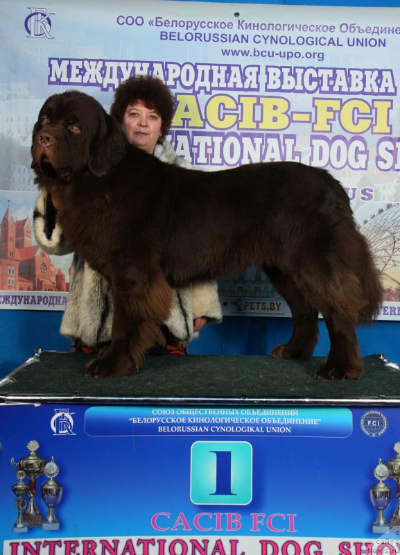 Фото: ньюфаундленд Чарли Де Бест Хелфи Пэл (Charli The Best Helfi Pel)