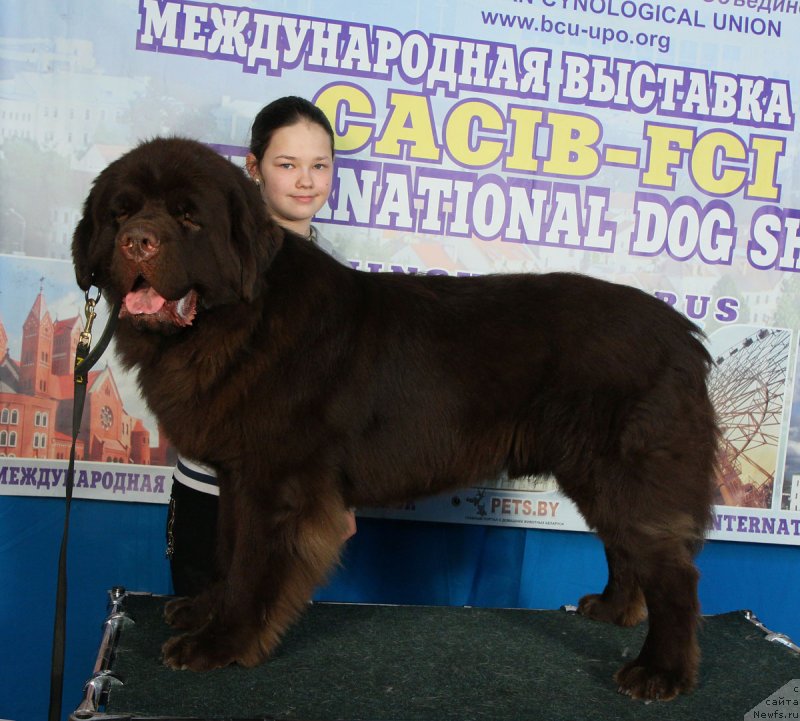 Фото: ньюфаундленд Чармер Денкам Бронз (Charmer Denkam Bronze), Маша