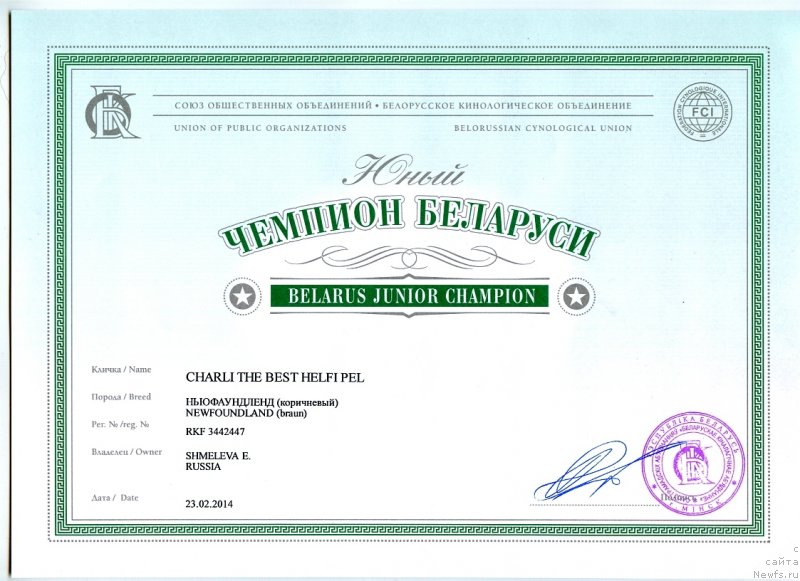 Фото: ньюфаундленд Чарли Де Бест Хелфи Пэл (Charli The Best Helfi Pel)