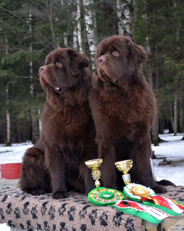 Фото: ньюфаундленд Чармер Денкам Бронз (Charmer Denkam Bronze), ньюфаундленд Чарли Де Бест Хелфи Пэл (Charli The Best Helfi Pel)
