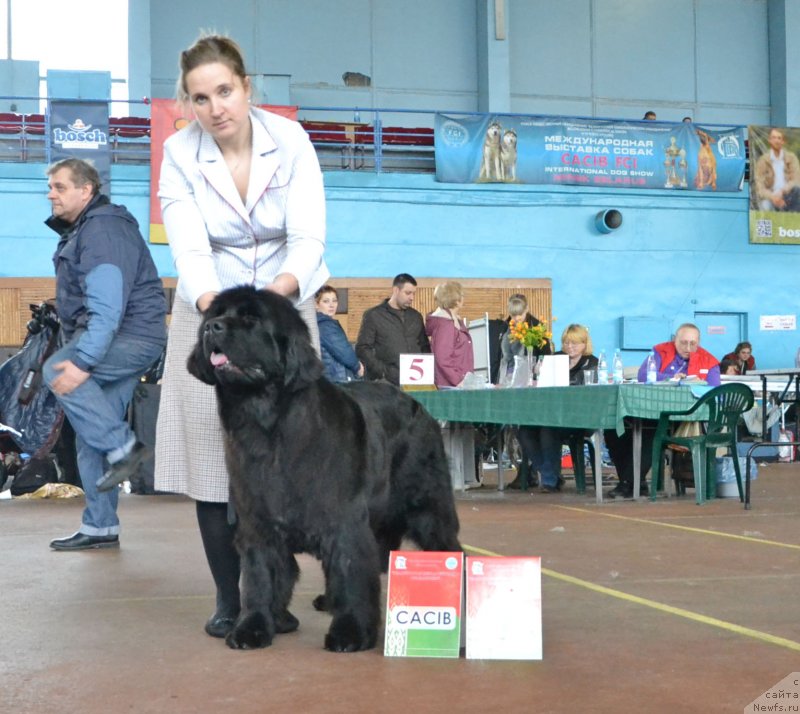 Фото: ньюфаундленд Piece of Sweetheart Midnight Bear, Анастасия Заливако