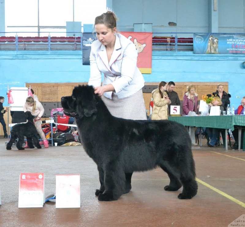 Фото: ньюфаундленд Newflame of Love Midnight Bear, Анастасия Заливако