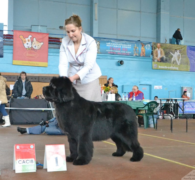 Фото: ньюфаундленд Newflame of Love Midnight Bear, Анастасия Заливако