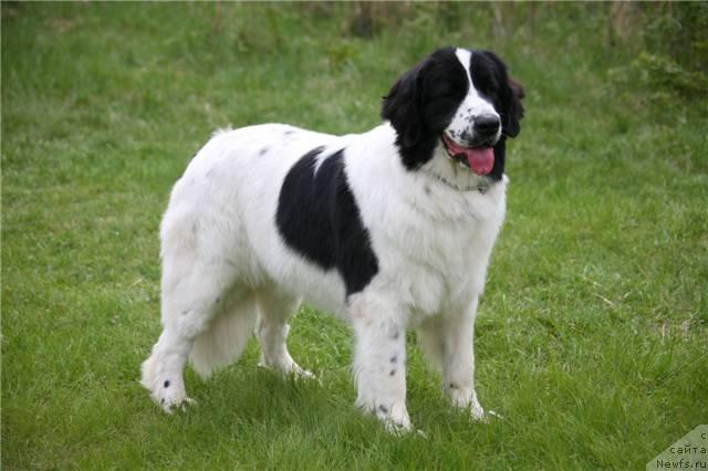 Фото: ньюфаундленд Шедоу из Уникальной Коллекции