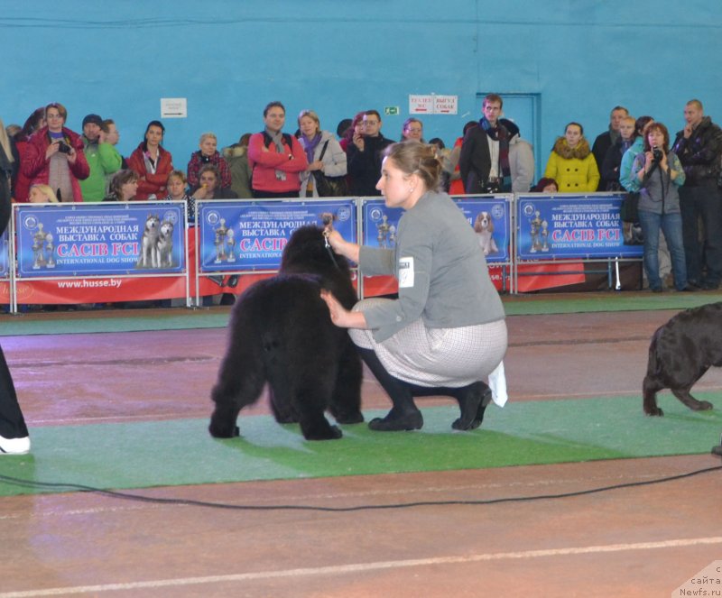 Фото: Анастасия Заливако, ньюфаундленд Remember Whoyouare Midnight Bear