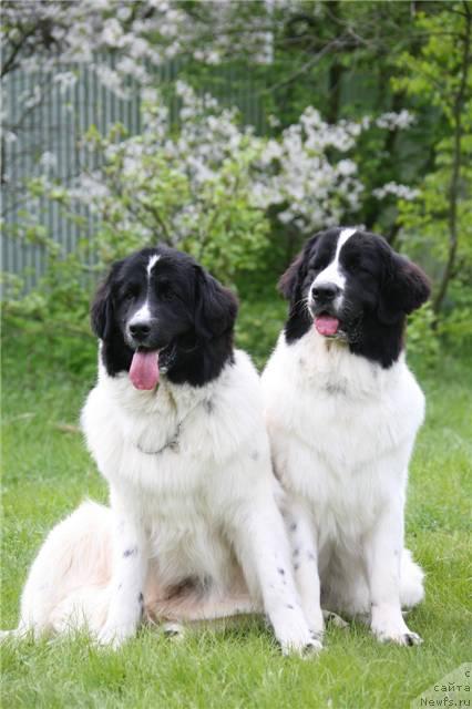 Фото: ньюфаундленд Юмма из Уникальной Коллекции, ньюфаундленд Шедоу из Уникальной Коллекции