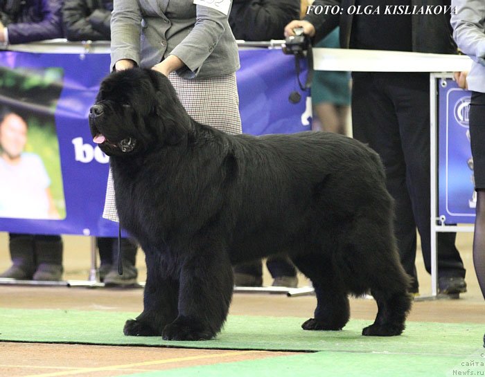 Фото: ньюфаундленд Inflame My Heart Midnight Bear, Анастасия Заливако