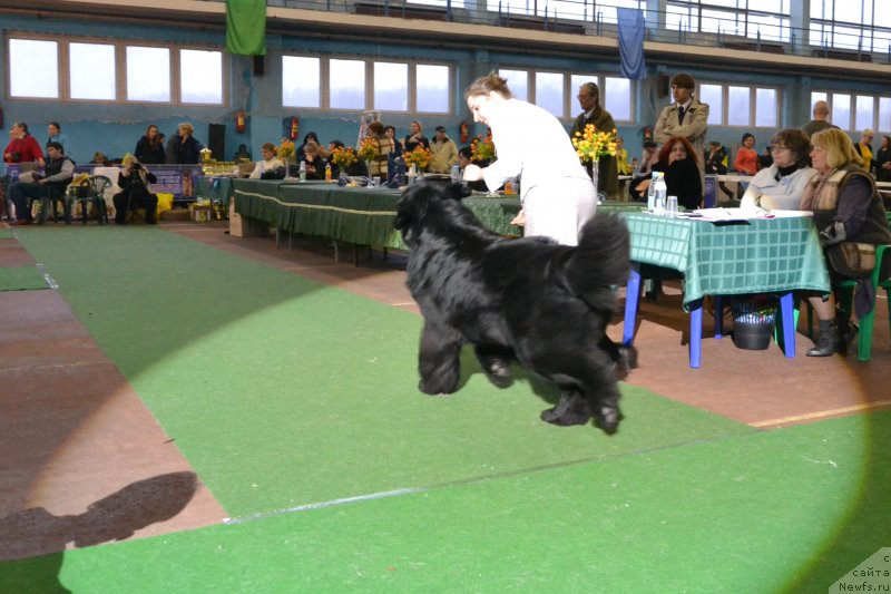 Фото: ньюфаундленд Inflame My Heart Midnight Bear, Анастасия Заливако