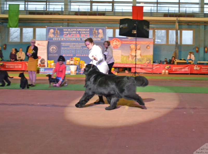 Фото: ньюфаундленд Inflame My Heart Midnight Bear, Анастасия Заливако