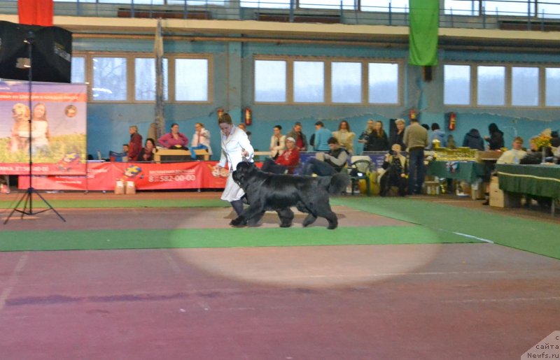 Фото: ньюфаундленд Inflame My Heart Midnight Bear, Анастасия Заливако