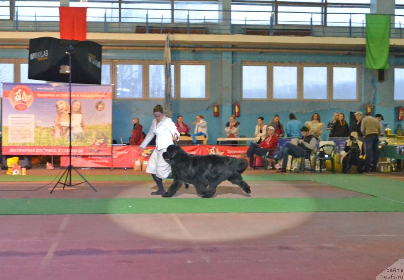 Фото: ньюфаундленд Inflame My Heart Midnight Bear, Анастасия Заливако