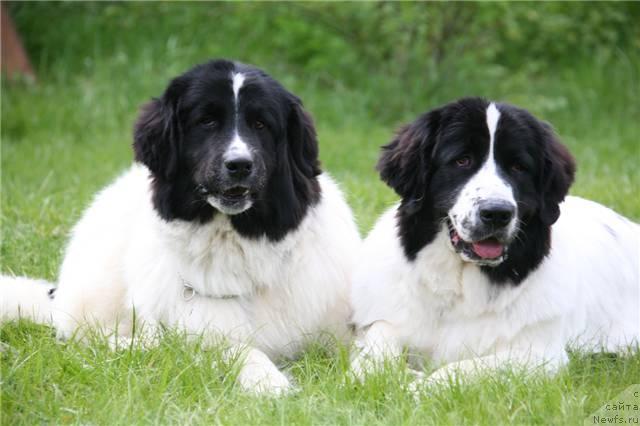 Фото: ньюфаундленд Юмма из Уникальной Коллекции, ньюфаундленд Шедоу из Уникальной Коллекции