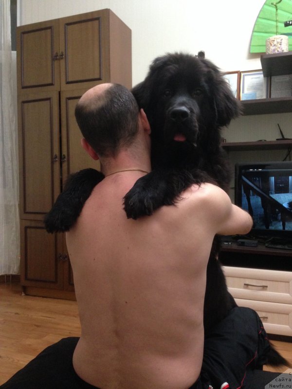 Фото: ньюфаундленд Черный Балу Джонс