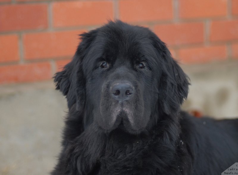 Фото: ньюфаундленд Сент Джонс Ю Май Лав