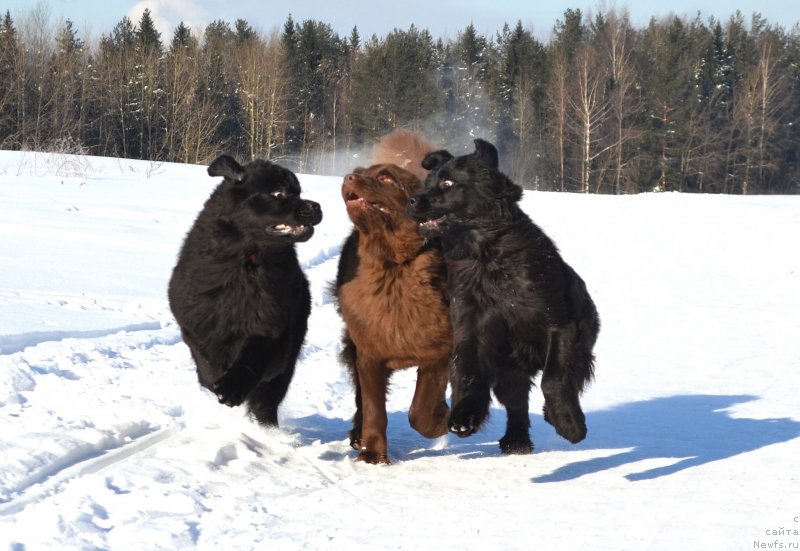 Фото: ньюфаундленд Дар Свезы Со Ит Шелл Би (Dar Svezy So it Shell Be), ньюфаундленд Сверкающая Гора Машаме (Sverkayuzhaya Gora Mashame), ньюфаундленд Питерньюф Идеас Фор Лифе (Piternyuf Ideas For Life)