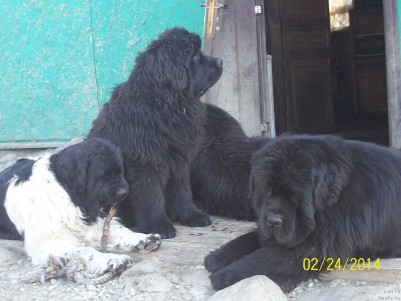 Фото: ньюфаундленд Супер Премиум Литониэль Валланинор (Super Premium Litoniel Vallaninor), ньюфаундленд Супер Премиум Микадо (Super Premium Mikado), ньюфаундленд Супер Премиум Нао Дел Трато