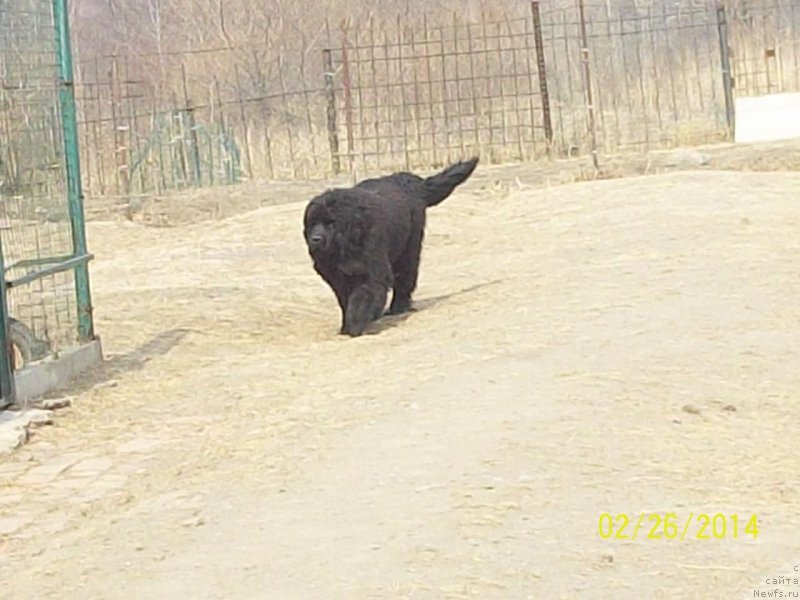 Фото: ньюфаундленд Супер Премиум Нао Дел Трато