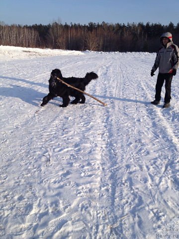 Фото: ньюфаундленд Супер Премиум Метель