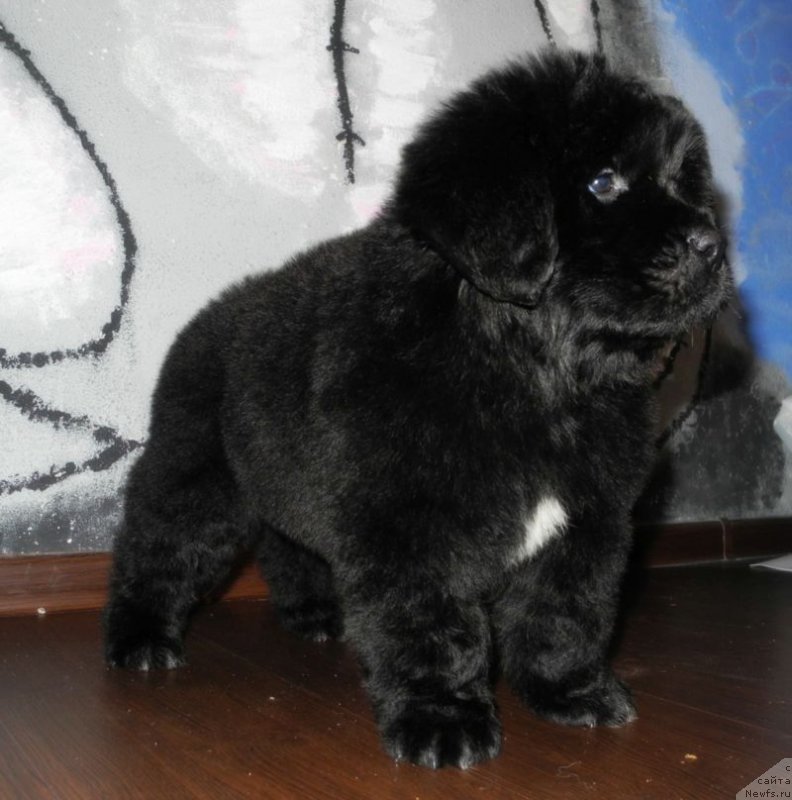 Фотография № 148123