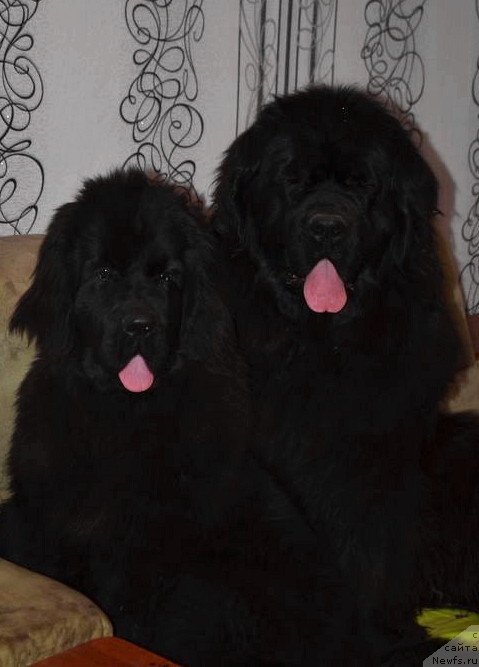 Фотография № 148125