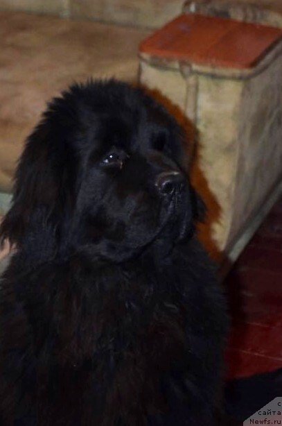 Фотография № 148126