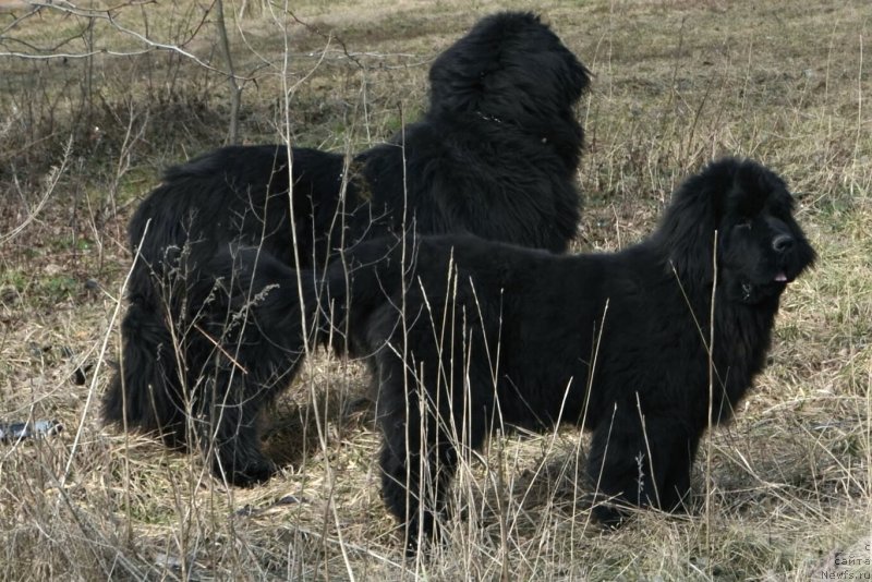 Фотография № 148129