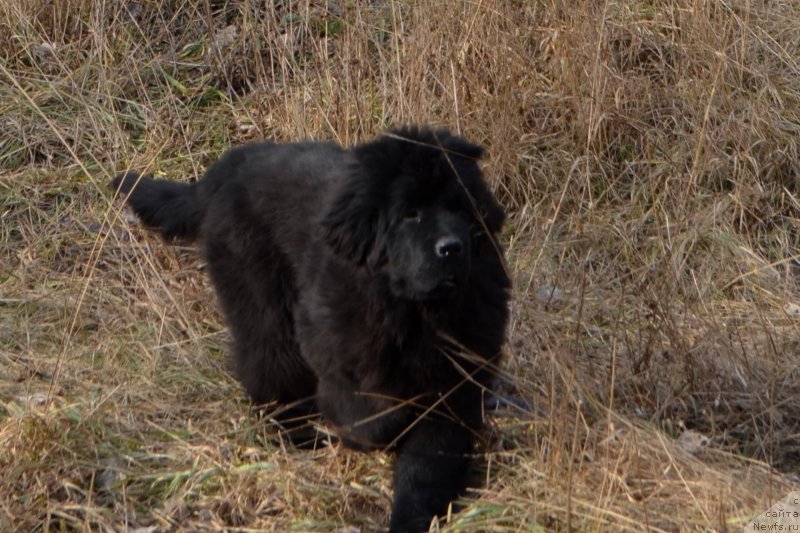 Фотография № 148132