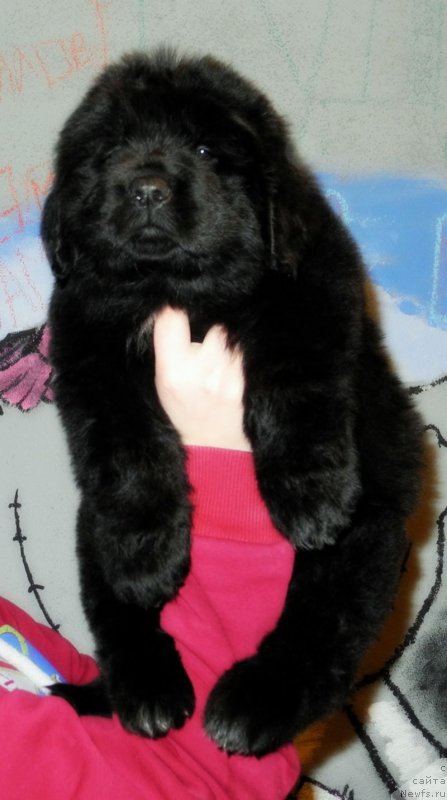 Фотография № 148133