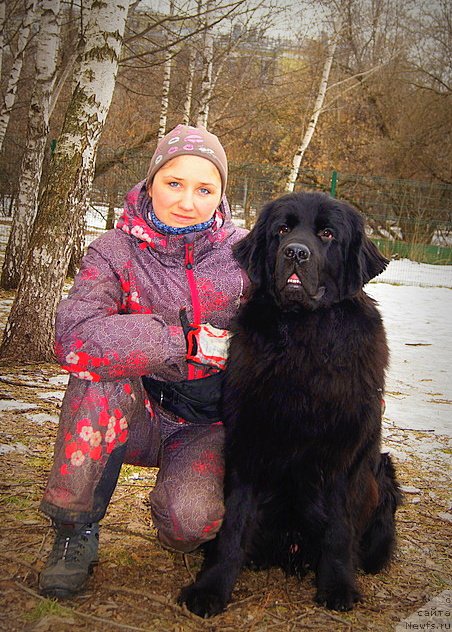 Фото: ньюфаундленд Черный Чанк с Берега Дона (Chernyj Chank s Berega Dona)