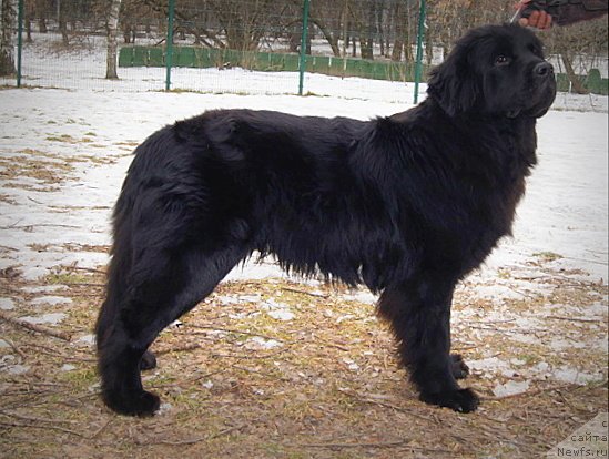 Фото: ньюфаундленд Черный Чанк с Берега Дона (Chernyj Chank s Berega Dona)