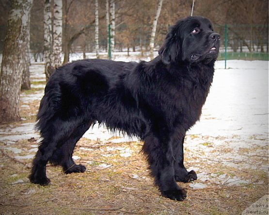 Фото: ньюфаундленд Черный Чанк с Берега Дона (Chernyj Chank s Berega Dona)