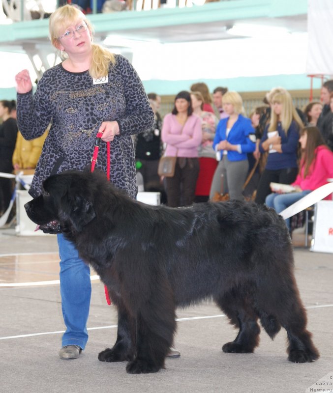Фото: ньюфаундленд Урман из Племени Кедра