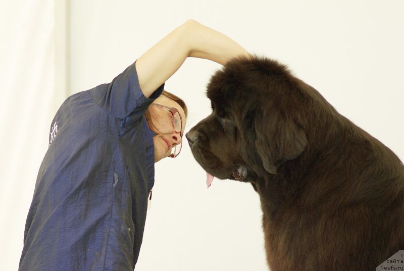 Фото: ньюфаундленд Бегущая по Волнам Дансинг Квин (Beguschaya po Volnam Dancing Queen)