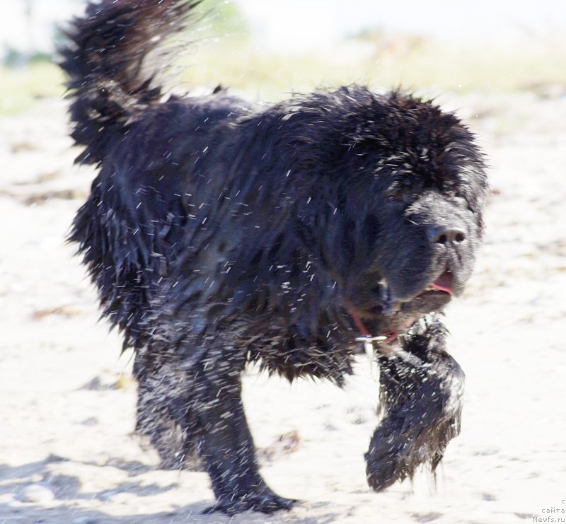 Фото: ньюфаундленд Бегущая по Волнам Зефирин Друэн (Beguschaya po Volnam Zephirine Drouhin)