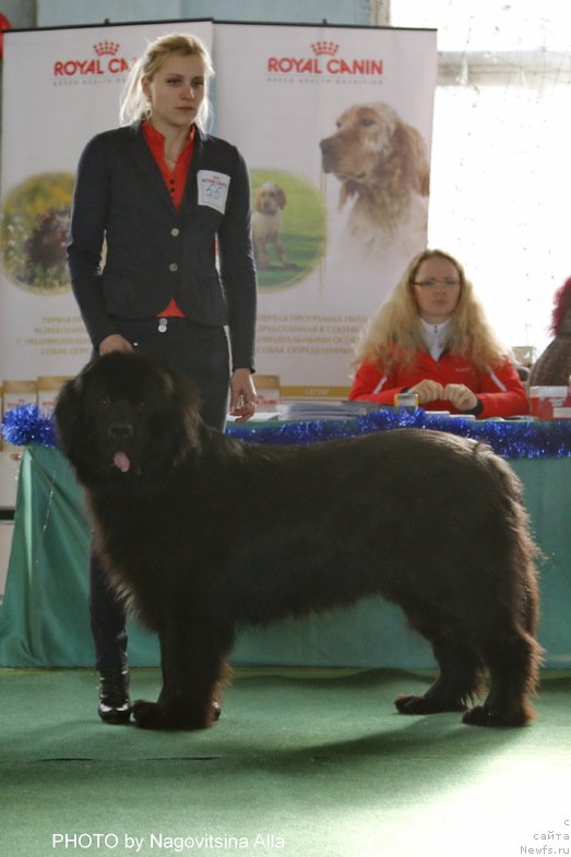 Фото: ньюфаундленд Плюшевая Панда Центре Стаге (Plushevaya Panda Centre Stage)