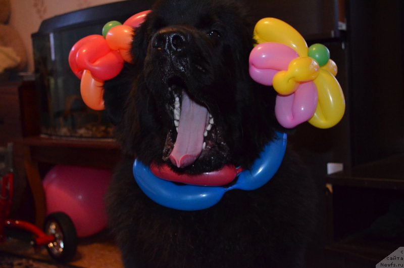 Фотография № 148174