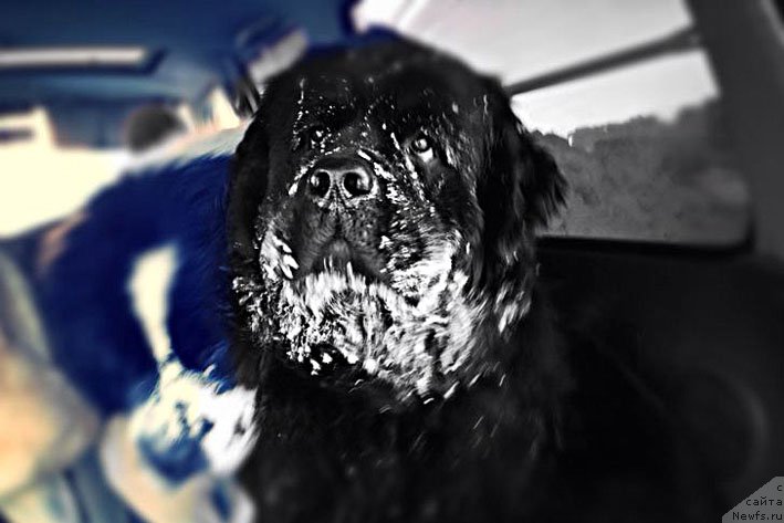 Фото: ньюфаундленд Честолюбивая Чик с Берега Дона (Chistolybivaya Chic s Berega Dona)