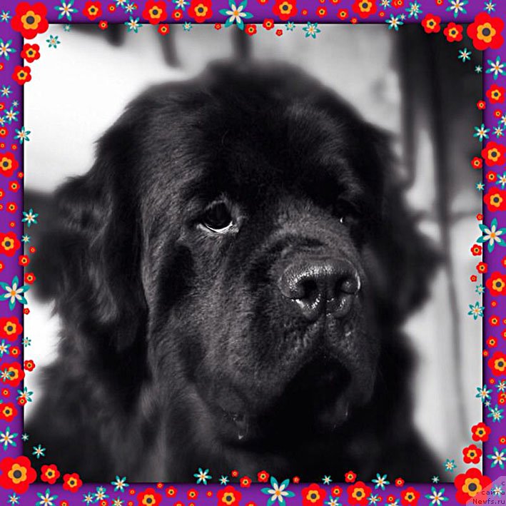 Фото: ньюфаундленд Честолюбивая Чик с Берега Дона (Chistolybivaya Chic s Berega Dona)