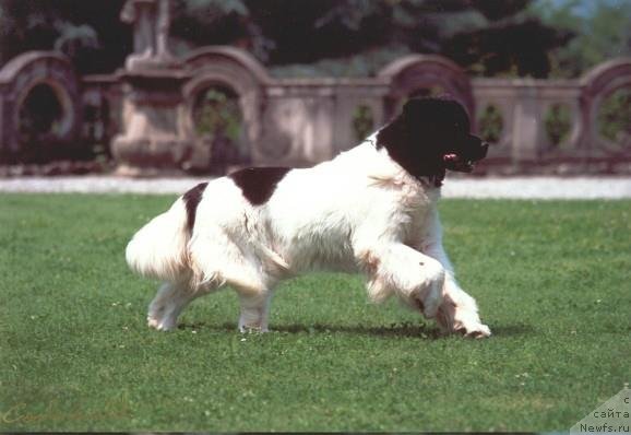 Фото: ньюфаундленд Vertigo Bearinmind of Bonaventura