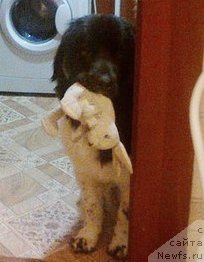 Фото: ньюфаундленд Би Перфект Викинг