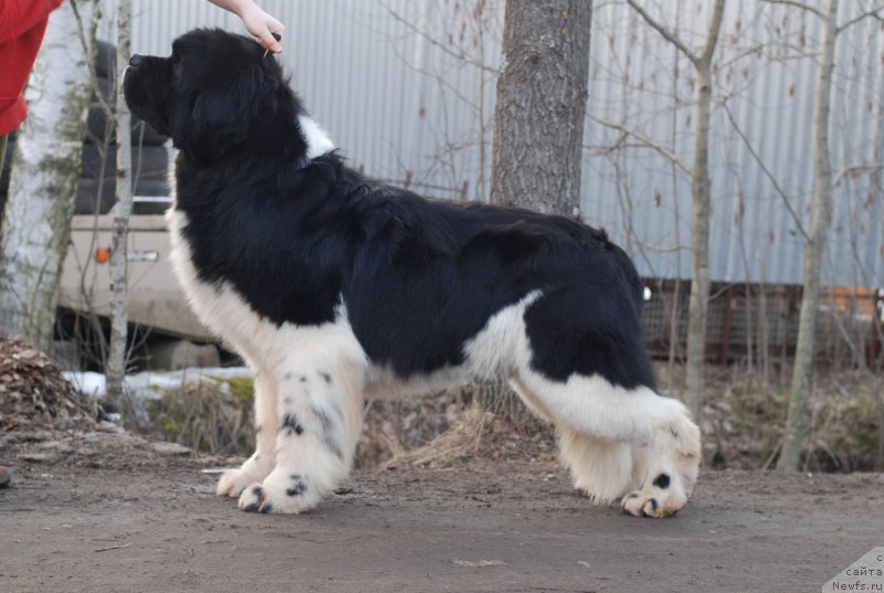 Фотография № 148185