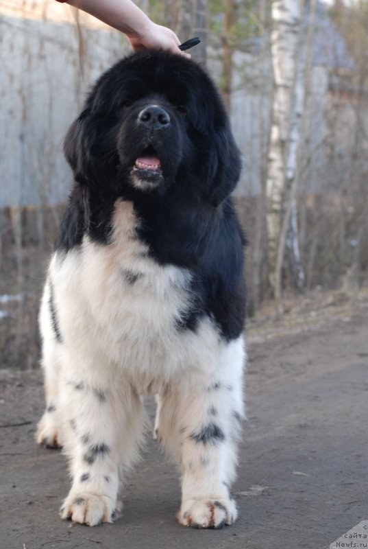 Фотография № 148186