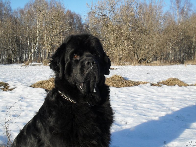 Фото: ньюфаундленд Бегущая по Волнам Царица Савская